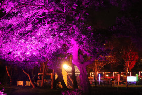 Merrion Square Winter Lights