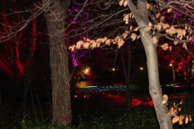 Merrion Square Winter Lights