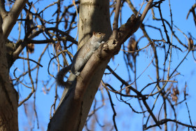 Grey squirrel in Ireland