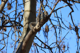 Grey squirrel in Ireland