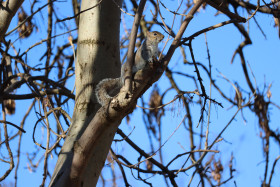 Grey squirrel in Ireland