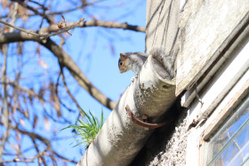 Grey squirrel in Ireland