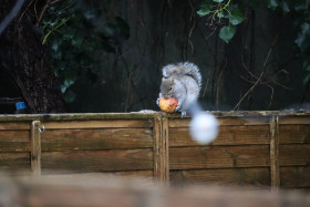 Grey squirrel in Ireland