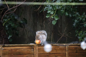 Grey squirrel in Ireland