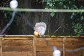 Grey squirrel in Ireland