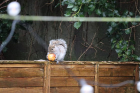 Grey squirrel in Ireland