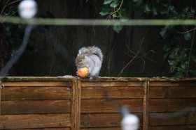 Grey squirrel in Ireland