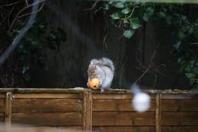 Grey squirrel in Ireland