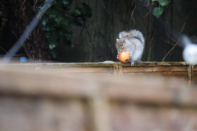 Grey squirrel in Ireland