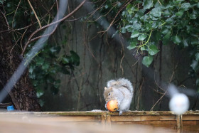 Grey squirrel in Ireland