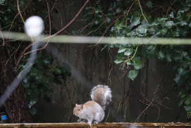 Grey squirrel in Ireland