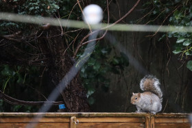 Grey squirrel in Ireland