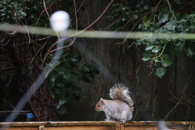 Grey squirrel in Ireland