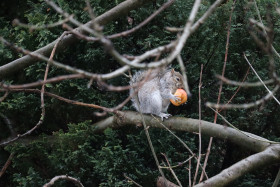 Grey squirrel in Ireland