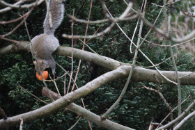 Grey squirrel in Ireland