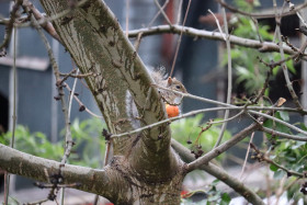 Grey squirrel in Ireland