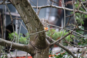 Grey squirrel in Ireland