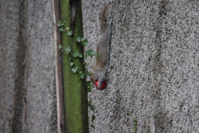 Grey squirrel in Ireland