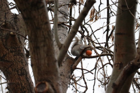 Grey squirrel in Ireland