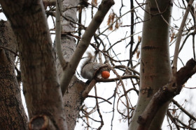 Grey squirrel in Ireland