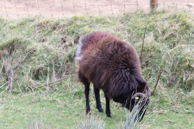 Sheep in Ireland