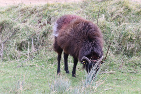 Sheep in Ireland