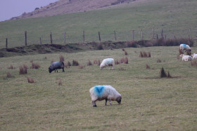 Sheep in Ireland