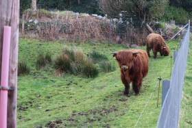 Highland cows in Ireland