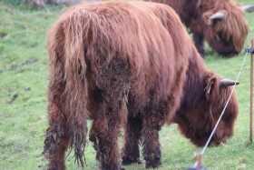 Highland cows in Ireland