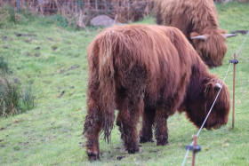 Highland cows in Ireland