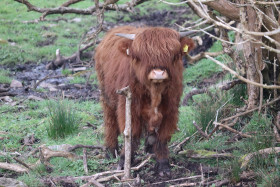 Highland cows in Ireland