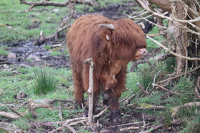 Highland cows in Ireland