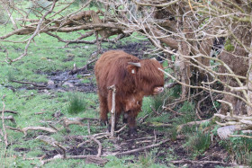 Highland cows in Ireland