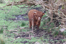 Highland cows in Ireland