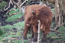 Highland cows in Ireland