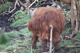 Highland cows in Ireland