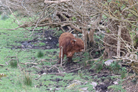 Highland cows in Ireland