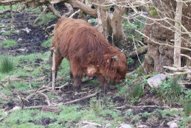 Highland cows in Ireland