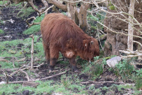 Highland cows in Ireland