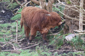 Highland cows in Ireland