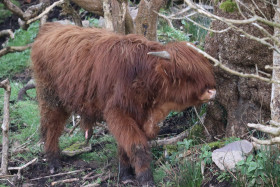 Highland cows in Ireland