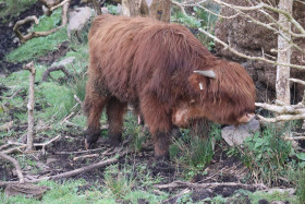 Highland cows in Ireland