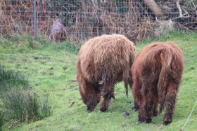 Highland cows in Ireland