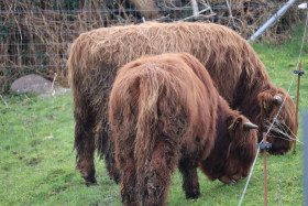 Highland cows in Ireland