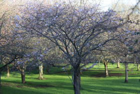 Irish National War Memorial Gardens