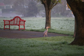 Grey heron in Ireland