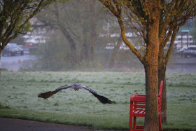 Grey heron in Ireland