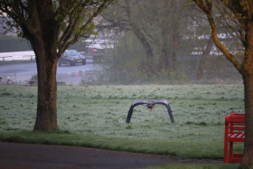 Grey heron in Ireland