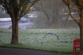 Grey heron in Ireland