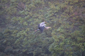 Grey heron in Ireland